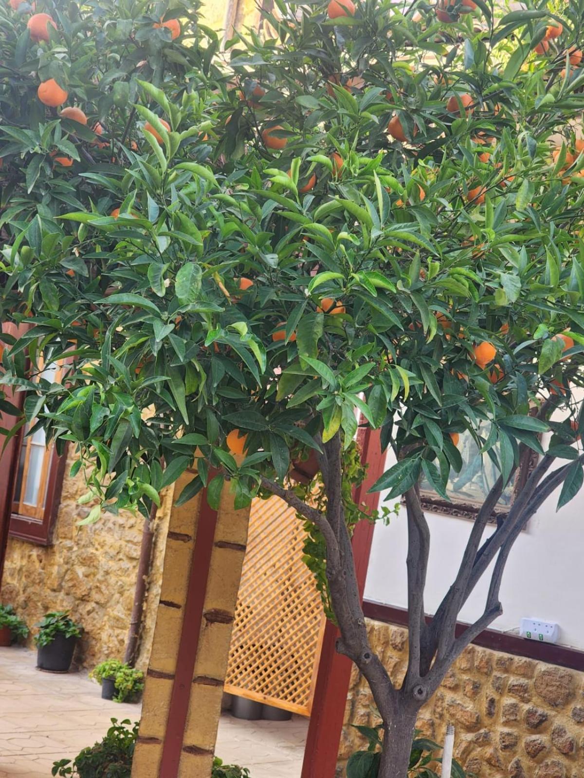 Aksaray Boutique Hotel Nicosia Buitenkant foto