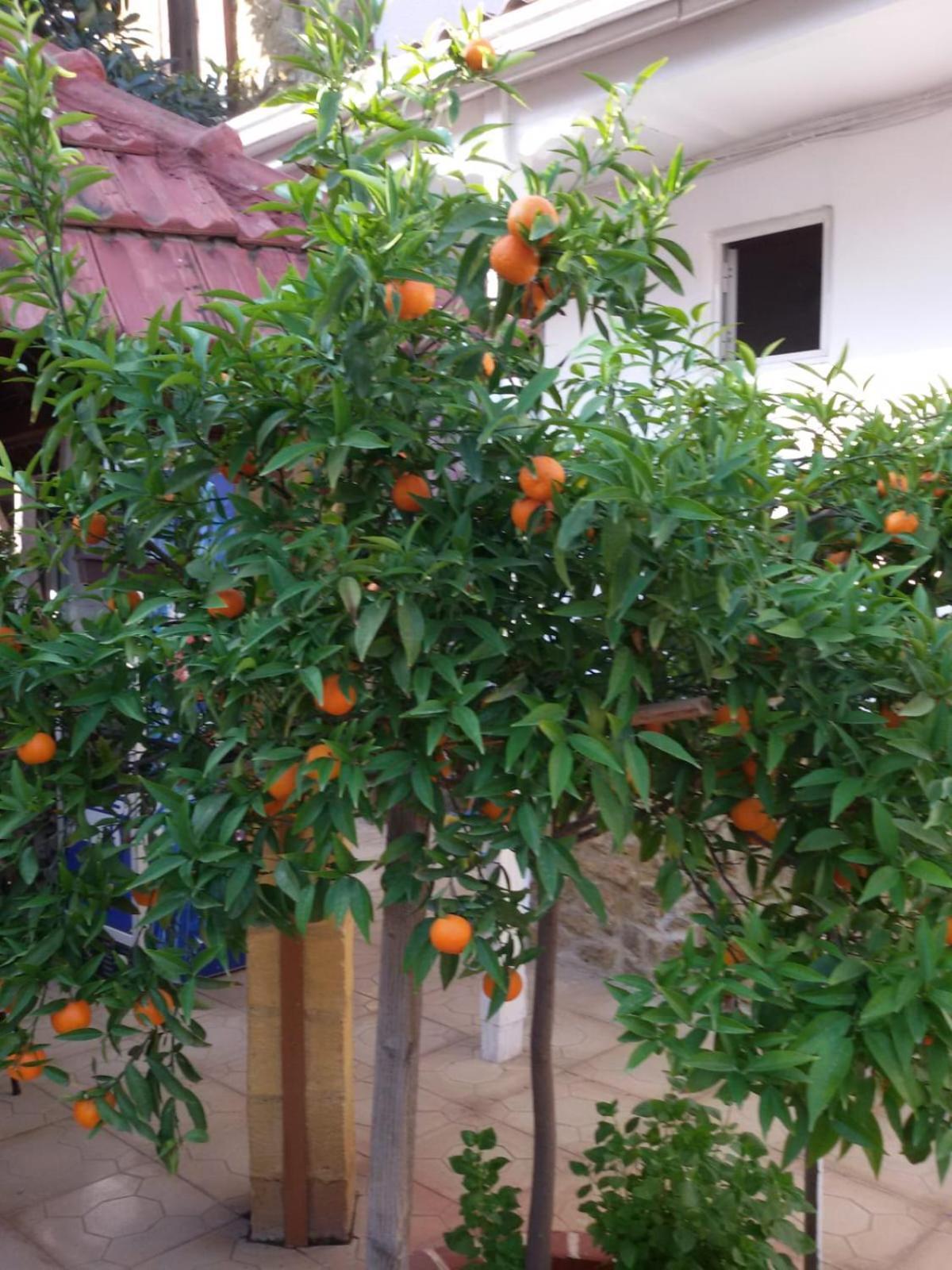 Aksaray Boutique Hotel Nicosia Buitenkant foto